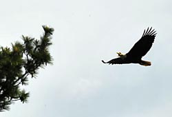 adult bald eagle photo